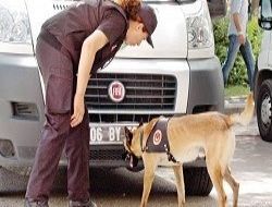 Dedektör köpekler sertifika alacak