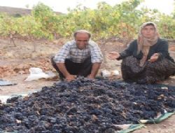 Çiftçi Kalecik Karası’nı kendisi işlemek istiyor