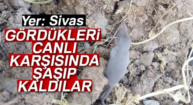 Sivas ta görülen bu canlı şaşırttı